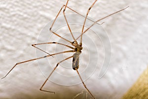 Pholcus Phalangioides