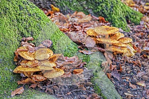 Pholiota Aurivella fungus or Golden Scalycap mushrooms closeup proliferate by a tree trunk with green moss and foliage in autumn