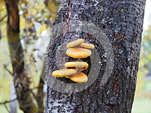 Pholiota aurivella mushroom on a trunk of a tree in the forest