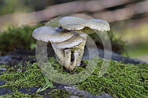 Pholiota gummosa is a common species of mushroom-forming fungus in the family Strophariaceae.