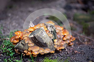 Pholiota microspora