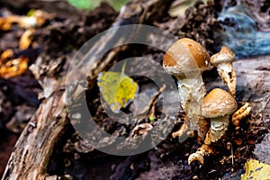 Pholiota microspora