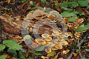 Pholiota mushroom or sheathed woodtuft