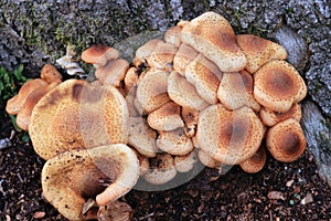 Pholiota squarrosa autumn mushroom growing on dead tree trunk