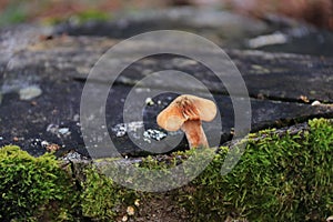 Pholiota squarrosa autumn mushroom growing on dead tree trunk