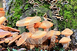 Pholiota squarrosa autumn mushroom growing on dead tree trunk