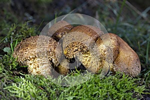 Pholiota squarrosa, commonly known as the shaggy scalycap, the shaggy Pholiota, or the scaly Pholiota photo