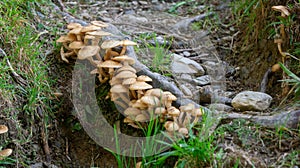 Pholiota squarrosa growing under the root of a tree