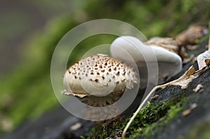 Pholiota squarrosa mushroom