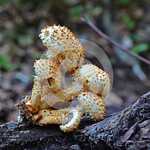 Pholiota squarrosa mushroom