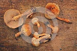 Pholiota squarrosa mushroom