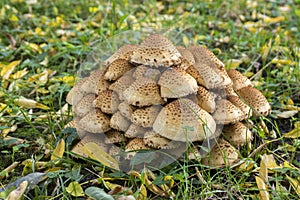 Pholiota squarrosa woodsfailing mushroom in the grass