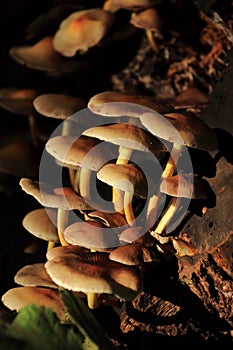 Pholiotina velata Autumn mushroom in sunlight