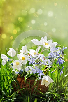 Phone background with basket full of beautiful colorful flowers windflower, slender speedwell, threadstalk speedwell