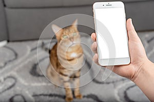 Phone with an empty mockup in hand against the background of a blurred room with a cat