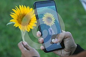 Phone in hand and blurry sunflower. Hand capturing yellow flower with smartphone camera on green grass background. photo