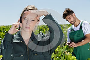 She on phone during harvest grapes