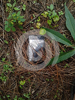 Phone in the Leaves , nature looks and no edit