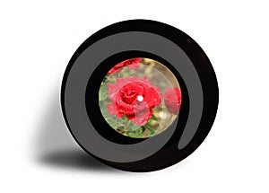Phonograph record with a red rose
