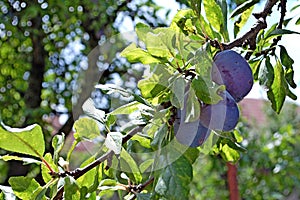 Phoography of Plum tree with black amber plums damson plum Prunus domestica