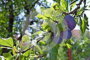 Phoography of Plum tree with black amber plums damson plum Prunus domestica photo