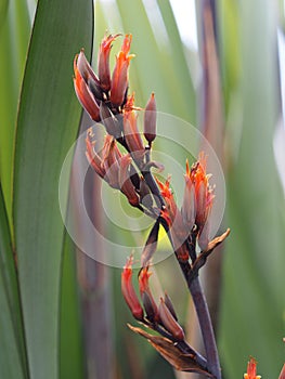 A Phormium flower