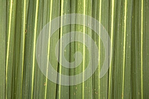 Phormium Leaf Background