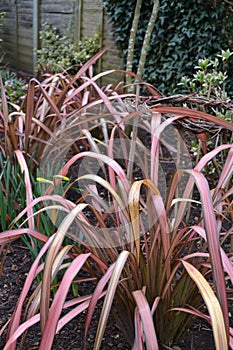 Phormium Maori Maiden Pink leaves on spring garden