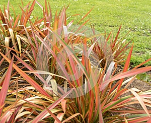 Phormium tenax, New Zealand flax or New Zealand hemp leaves striped with bronze, green and rose-pink