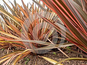 Phormium tenax, New Zealand flax or New Zealand hemp plant clumps closeup