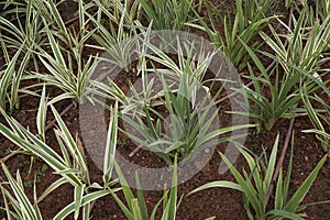 Phormium tenax variegatum  close up