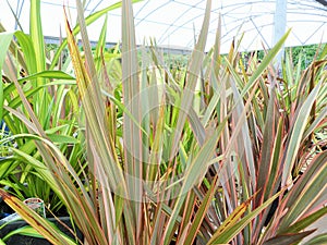 Phormium