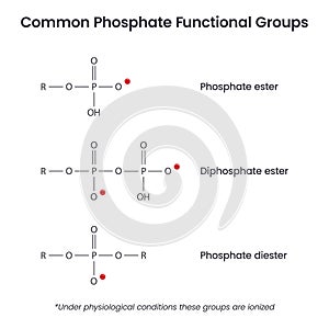 Phosphate ion functional groups biochemistry vector infographic