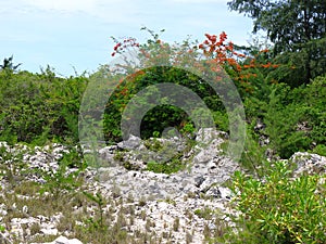 Phosphate rocks in Nauru 3rd smallest country in the world, South Pacific