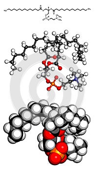 Phosphatidylcholine (PC) cell membrane building block, molecular