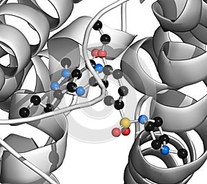 Phosphodiesterase 5 (PDE5) enzyme. Inhibition of this enzyme is the mechanism of action of sildenafil, tadalafil and vardenafil, photo