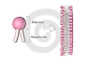 Phospholipid