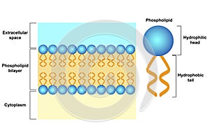 Phospholipid bilayer structure, Cell membrane structure photo