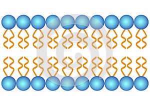 Phospholipid bilayer structure, Cell membrane structure