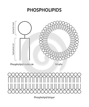 Phospholipid molecule, Lipid bilayer, Micelle (black and white