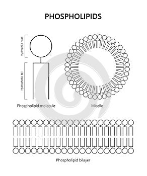 Phospholipid molecule, Lipid bilayer, Micelle (black and white photo