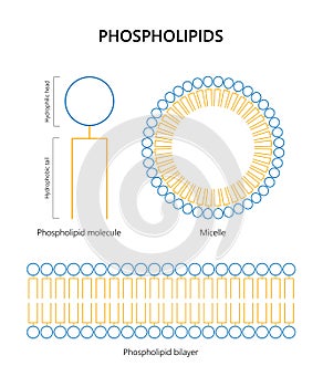 Phospholipid molecule, Lipid bilayer, Micelle (colors)