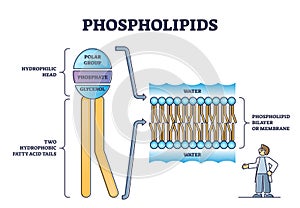 Phospholipid or phosphatides lipids head and tail structure outline diagram