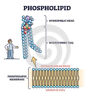 Phospholipid or phosphatides lipids microscopical structure outline diagram