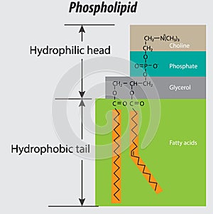 Phospholipid structure backbone vector labeled properly. choline group phosphate glycerol fatty acids