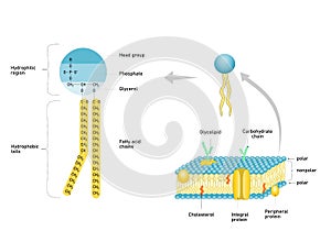Phospholipid structure,cell membrane structure infographic.