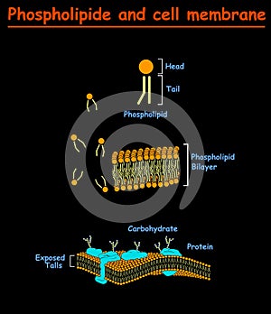 Phospholipides and Cell mambrains. cell membrane structure diagram info graphic on white background isolated. Education vector ill