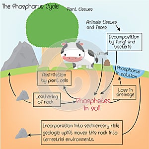 The phosphorus Cycle