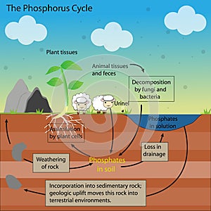 The phosphorus Cycle