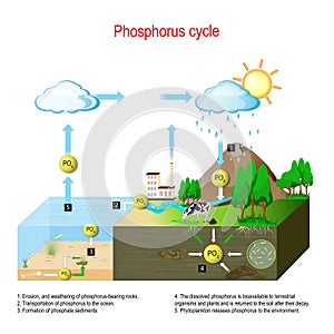 Phosphorus cycle. biogeochemical cycle